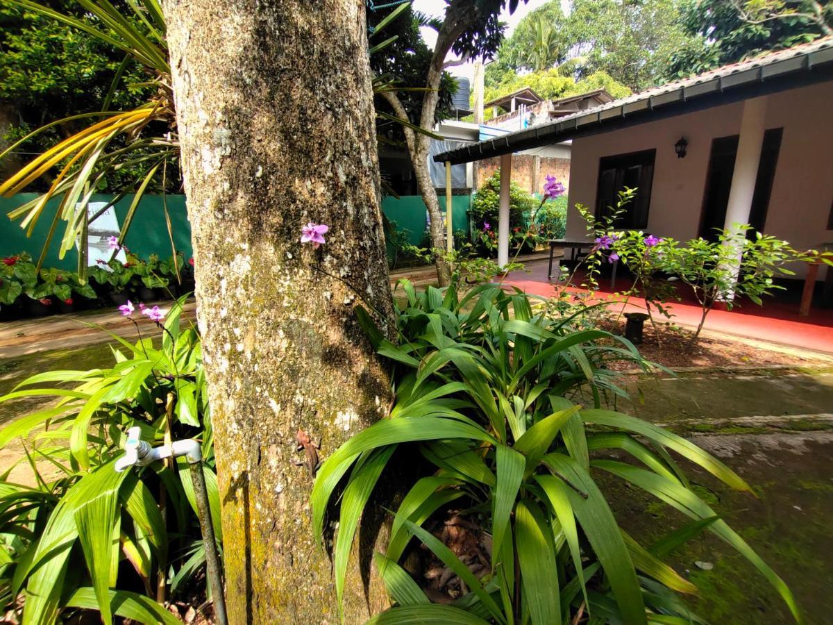 Ancient Tree Hotel Mirissa Buitenkant foto
