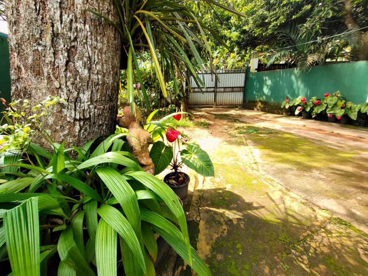 Ancient Tree Hotel Mirissa Buitenkant foto